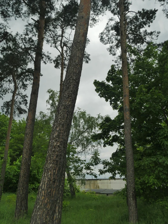 the bench sits behind two large pine trees