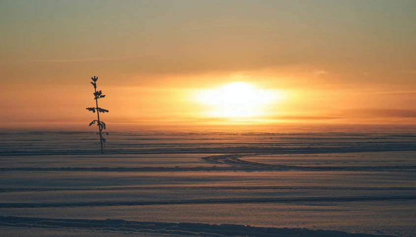 the sun is set behind a lone tree