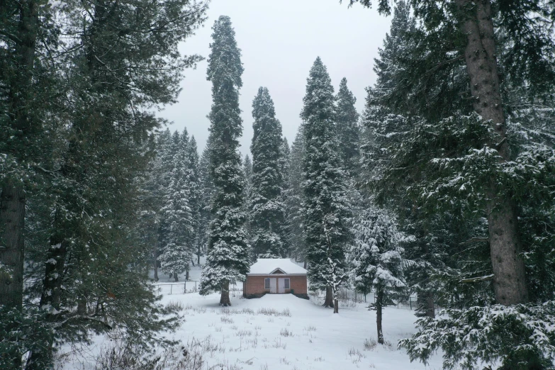 a cabin nestled between trees in a snowy forest