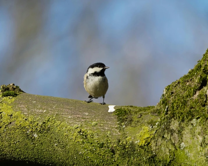 there is a bird sitting on a mossy nch