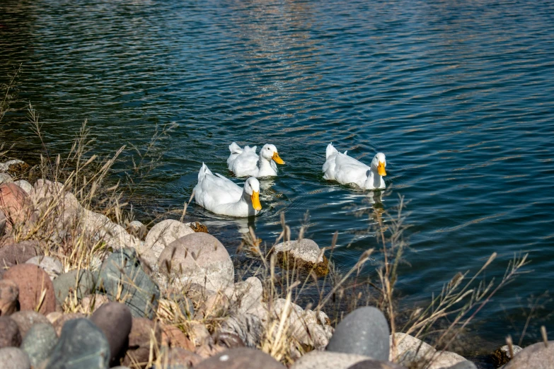 four geese swimming on the water in a pond