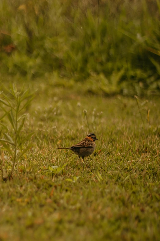a small bird standing in a lush green field