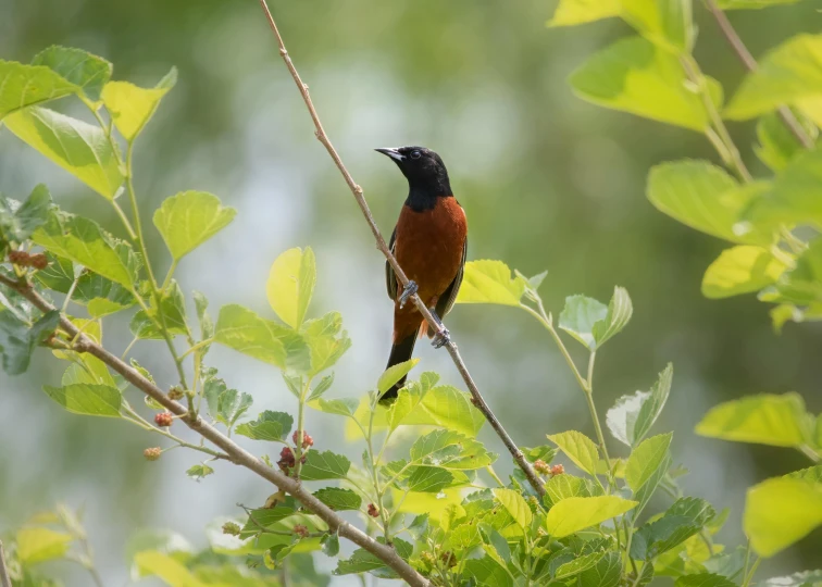 a red and black bird perched on a tree nch