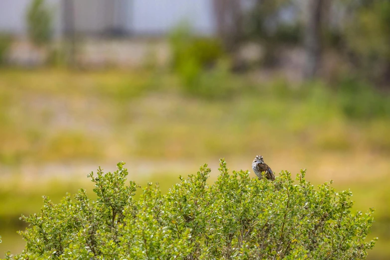 the bird is perched on top of the green plant