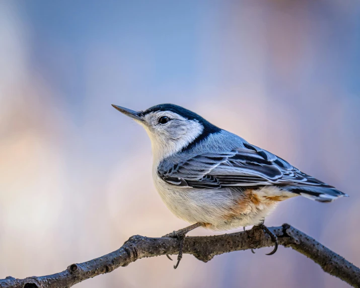 a white, gray and black bird perched on top of a nch