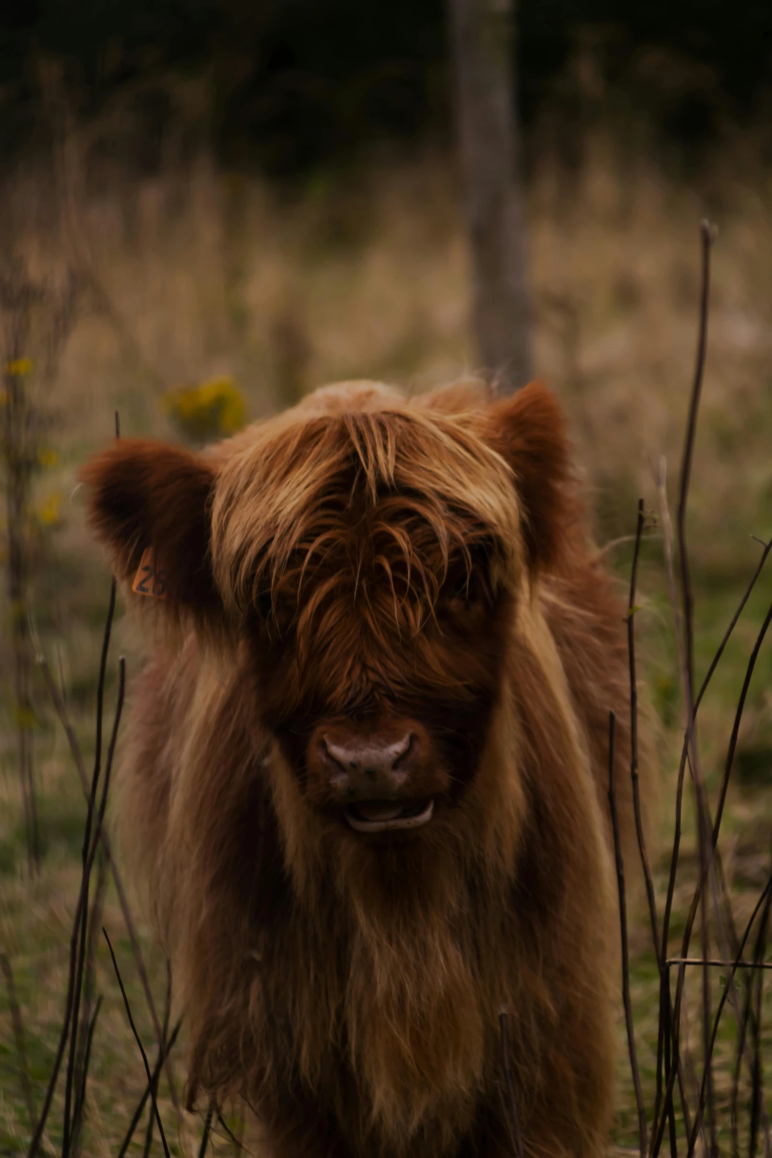 a hairy looking animal standing in a grass field