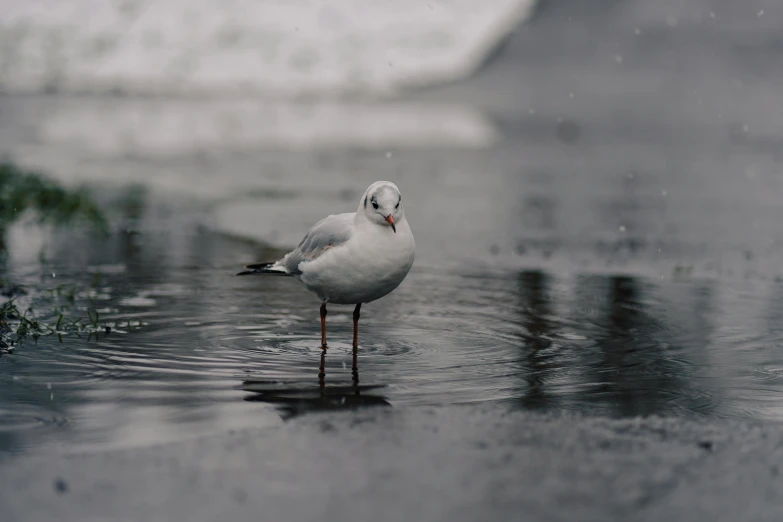 a close up of a bird on a wet surface