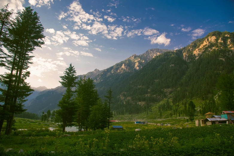 a lush green forest next to a lush hill