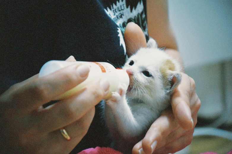 a woman feeds her little kitten some milk