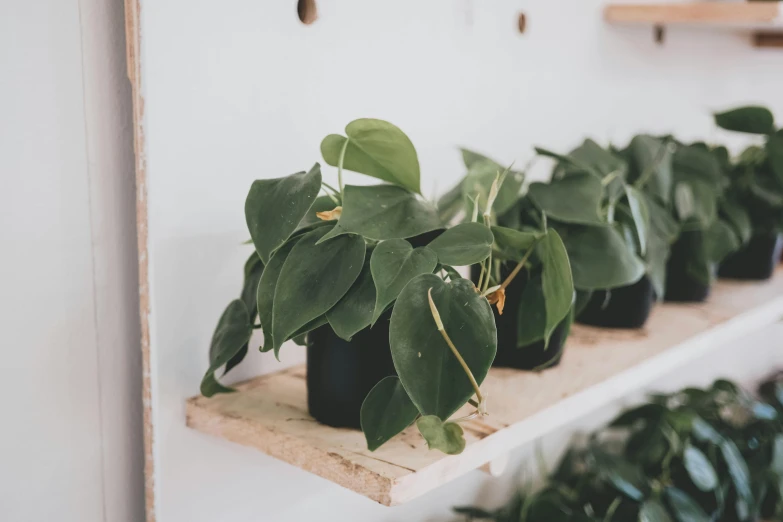 a collection of green plants in a plant shop