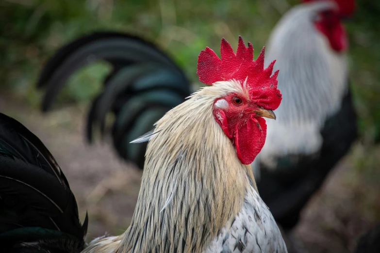 two chickens walking down a grass covered field