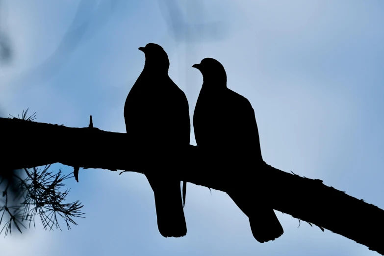 two black birds sit on a tree nch