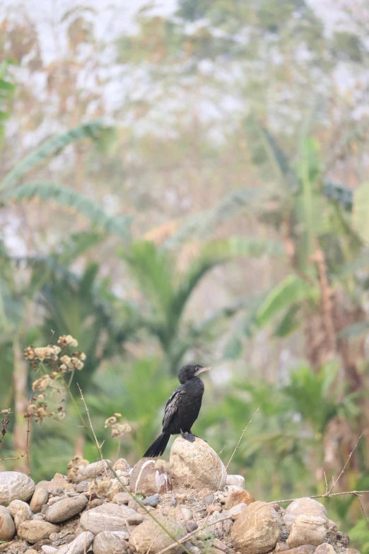 there is a small bird standing on top of some rocks