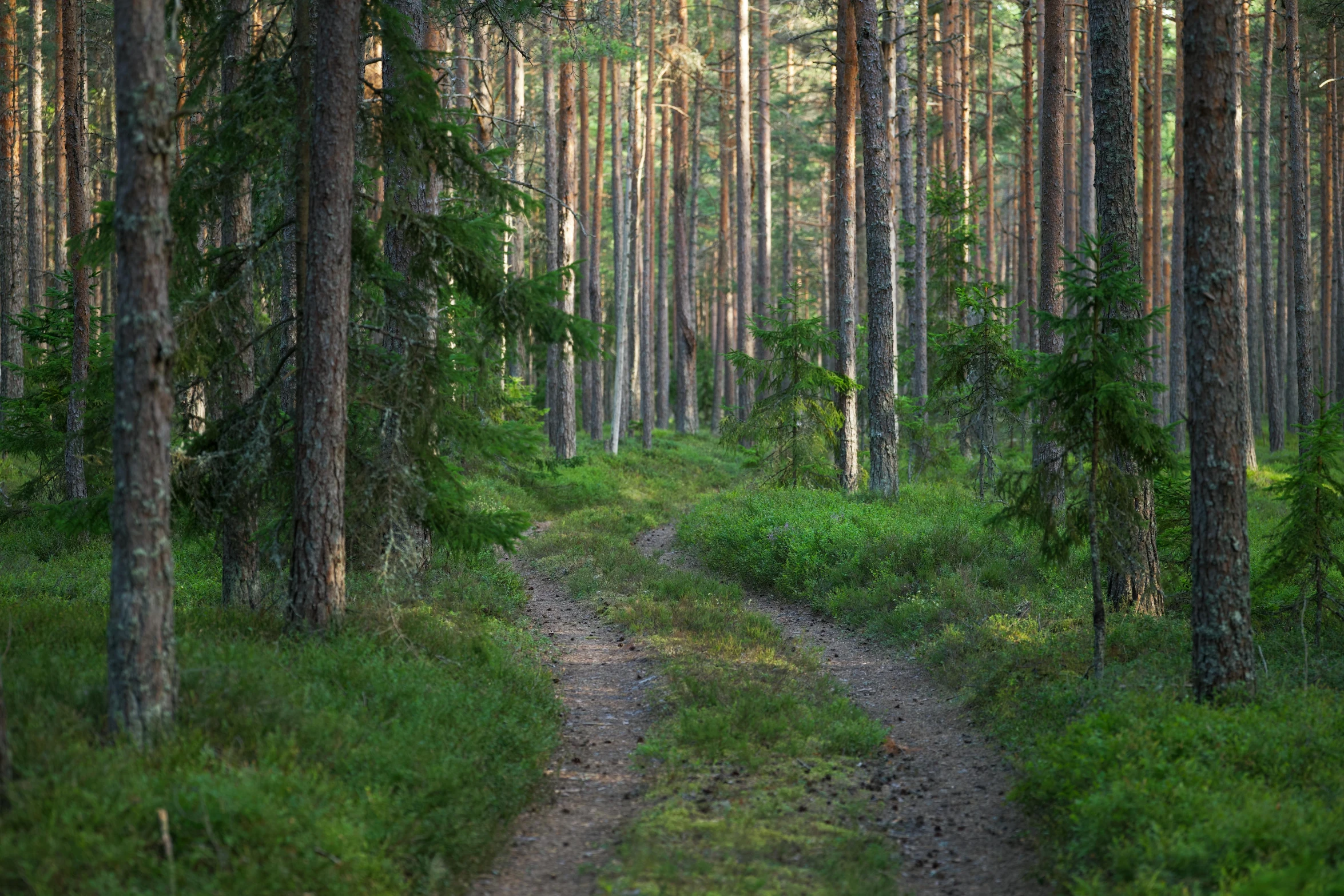 a path in a wood with green grass