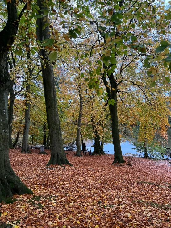 there are many trees with leaves on them