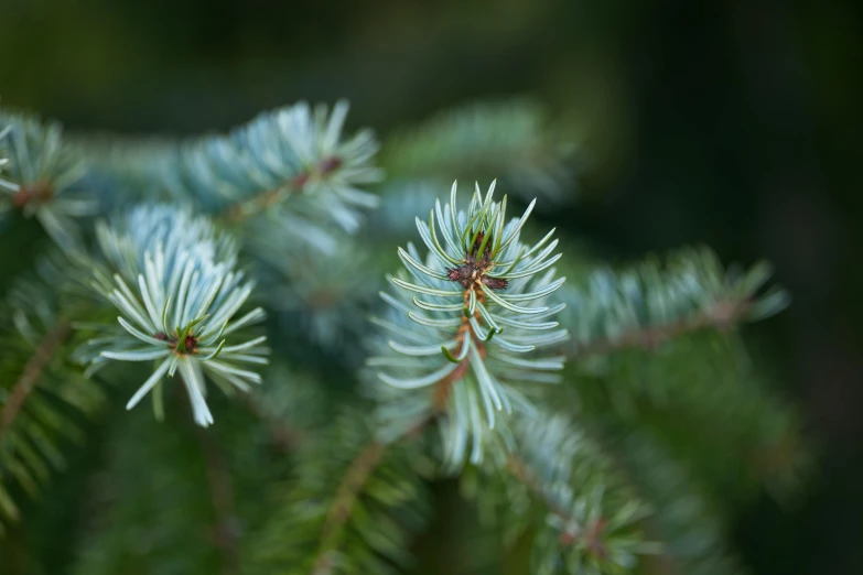 a plant with a lot of green leaves