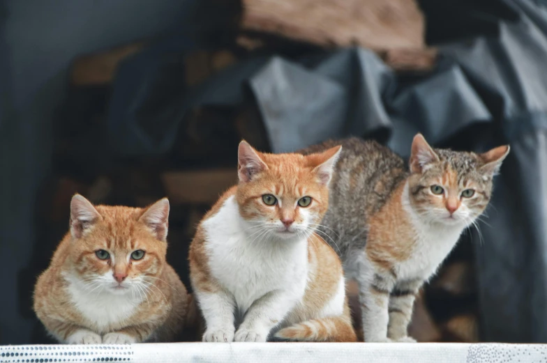 three orange and white cats are sitting on the ledge