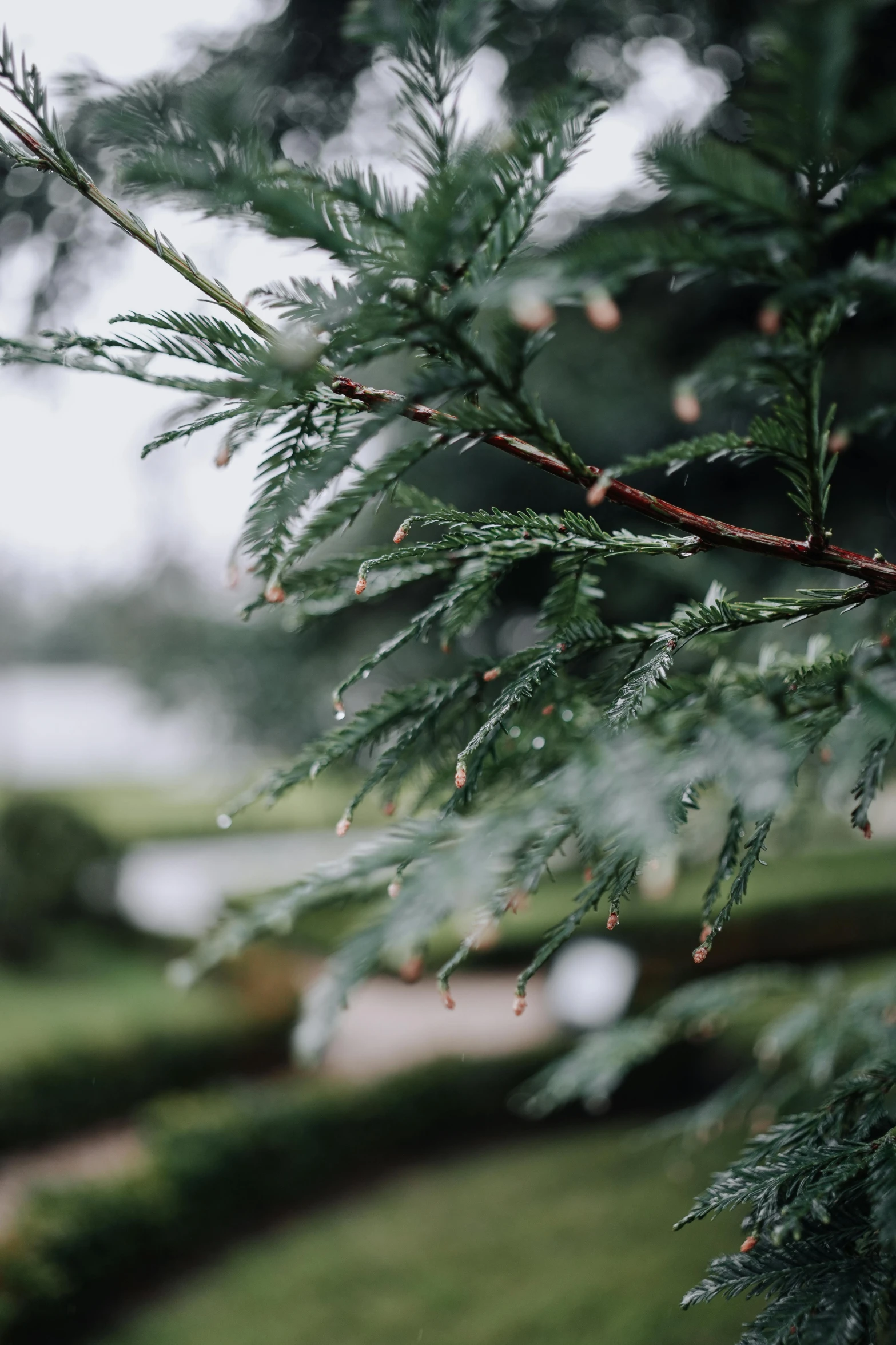 an evergreen with green leaves covered in water droplets