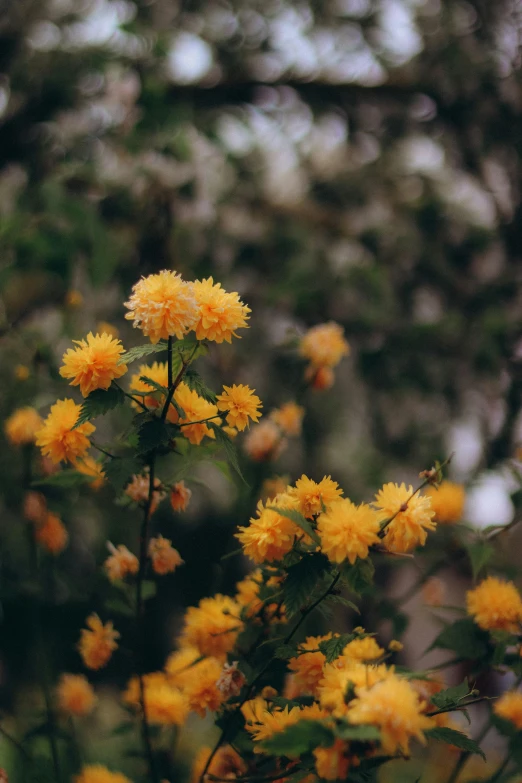 a small bird perched on a yellow flower