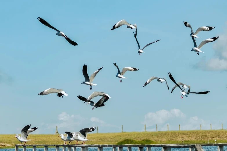 a large flock of birds flying over water