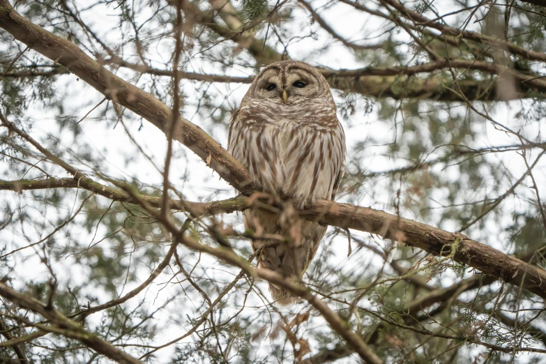 a gray owl sitting in a tree near the nches