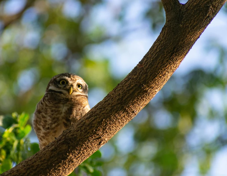 a small owl sitting in the tree looking down