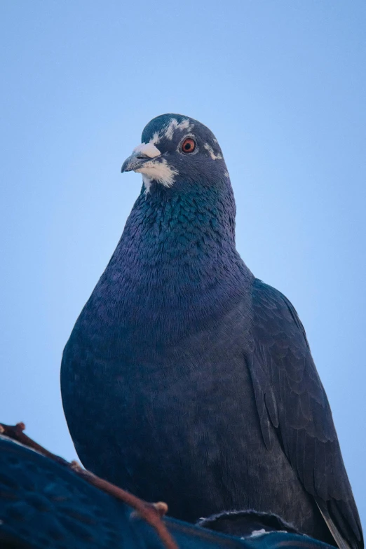 the blue bird is perched on a tree nch