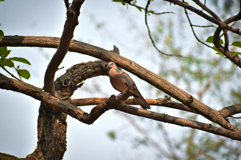 an orange bird sitting in a tree looking to its right