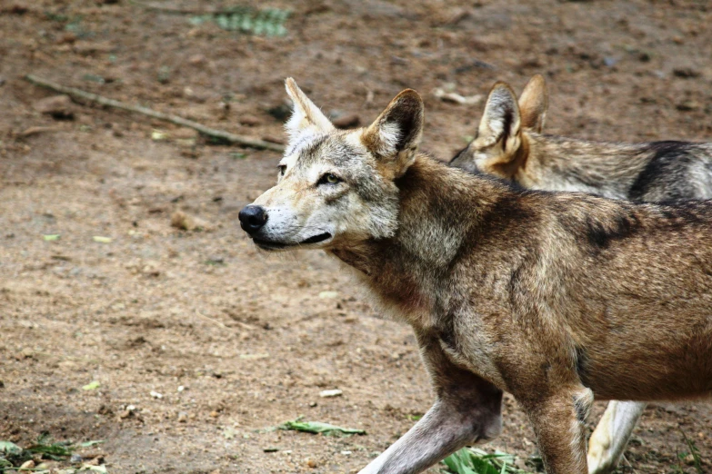 two young gray and black wolf looking back