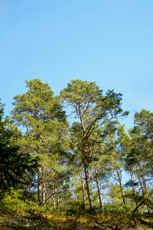 a wooded area with various green trees and shrubs