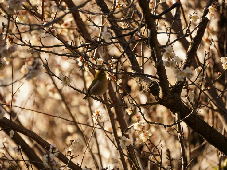 two small birds are sitting in a tree