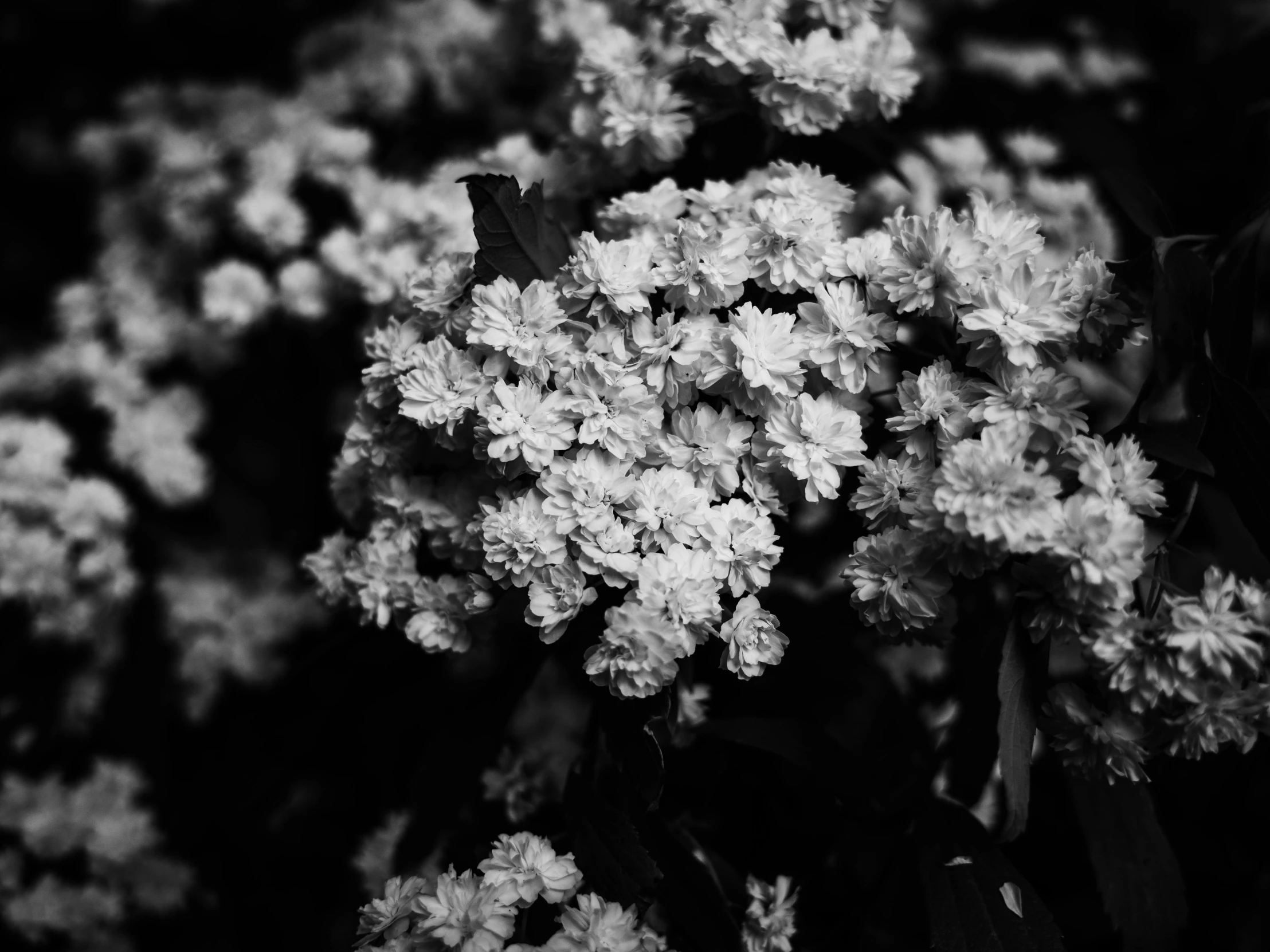 white flowers against a black background