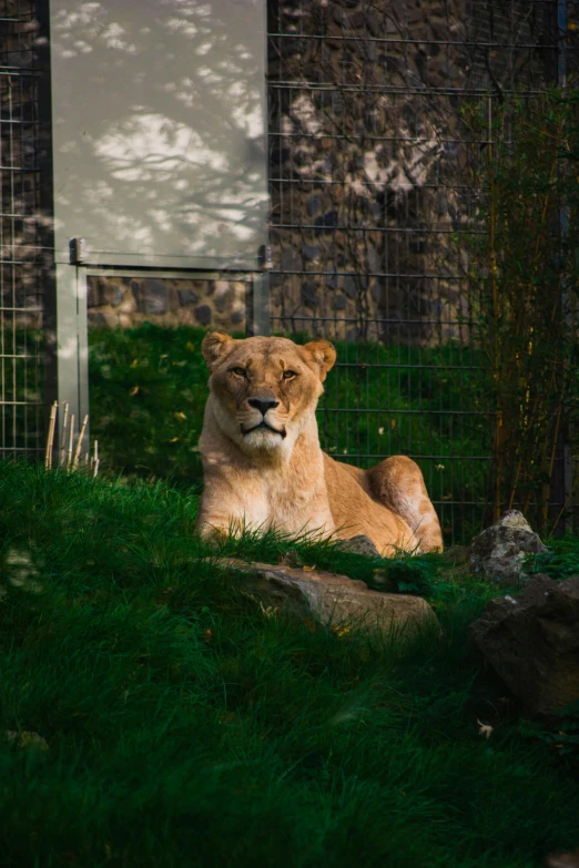 the lion is sitting behind the fence looking down