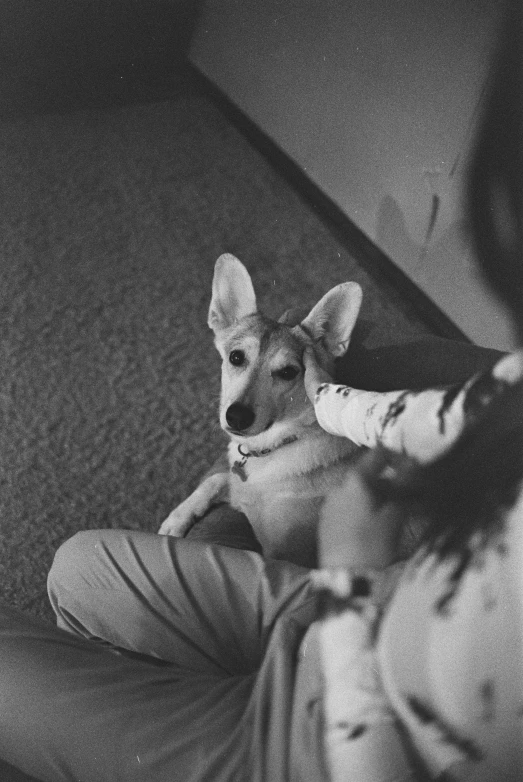 the dog is sitting on a man's legs on the couch