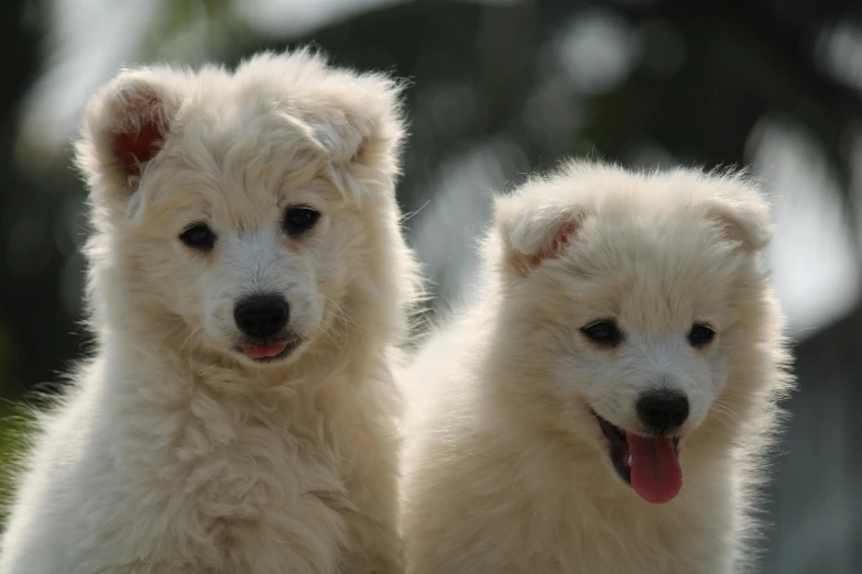 two furry white dogs with their tongues hanging out