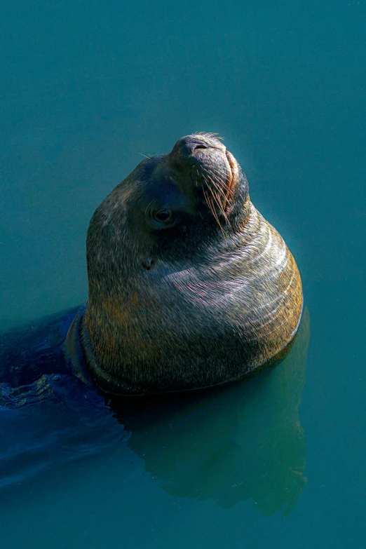 an elephant that is swimming in the water