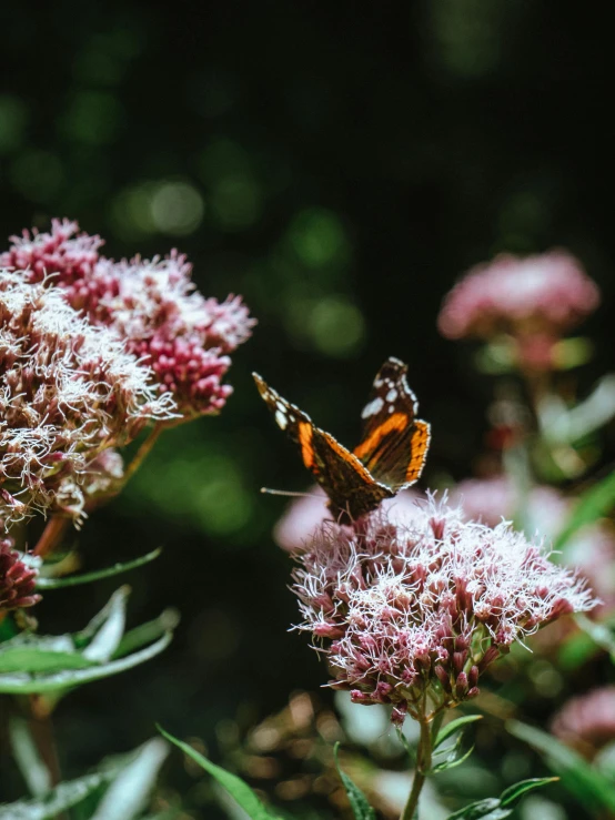 a small yellow and brown erfly on a pink flower