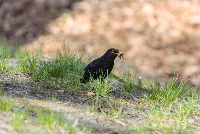 the black bird is perched in a field with grass
