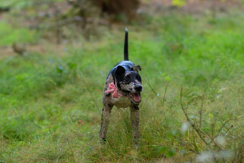 a black and white dog is in some grass