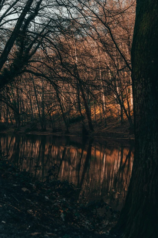 trees line the shore of a small river in a wooded area