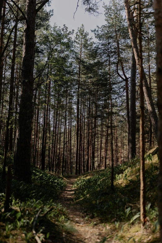 the sun shines brightly on the forest and on the path