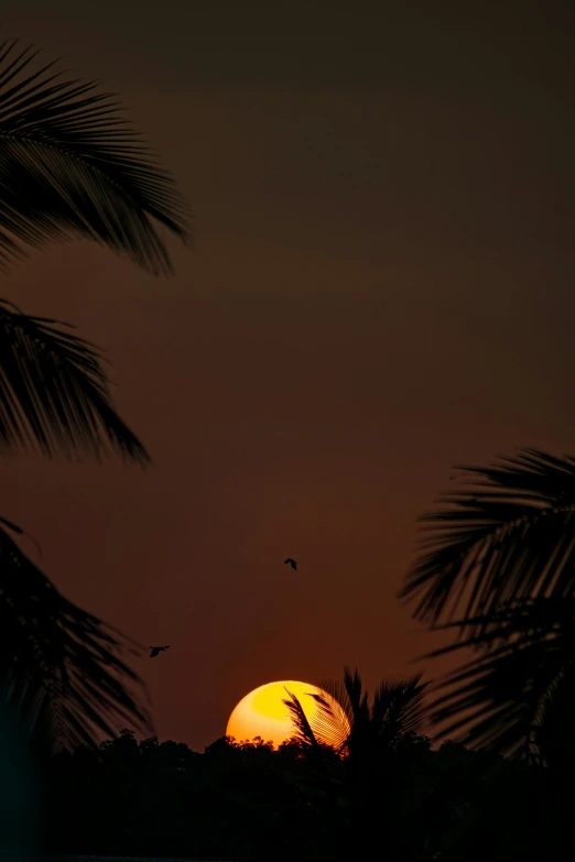 the full moon shines through palm leaves at night