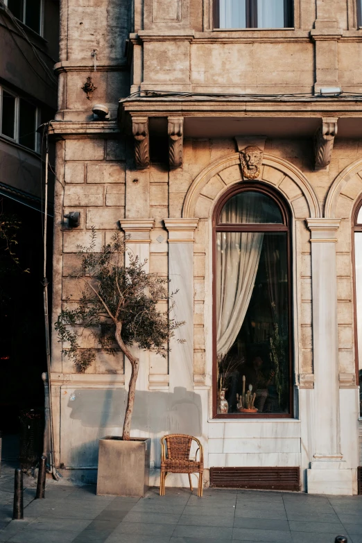 a small tree sits in front of a window