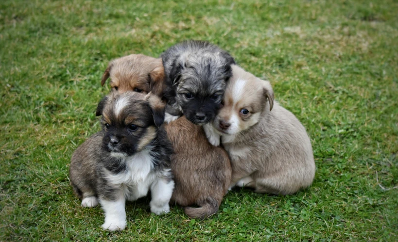 five puppies, one brown and one white sit in the grass