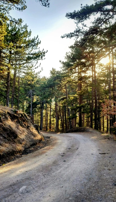 a dirt road is between two large pine trees