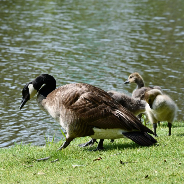 a duck and two smaller geese standing in front of a lake