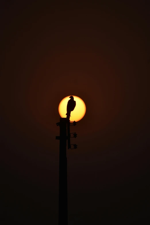 the bird sits on top of the pole and the sun is behind it