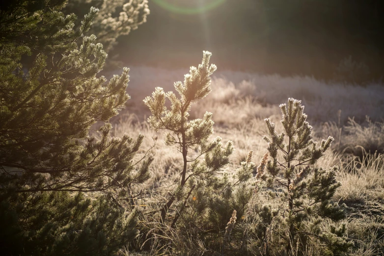 some plants and trees sitting in the grass