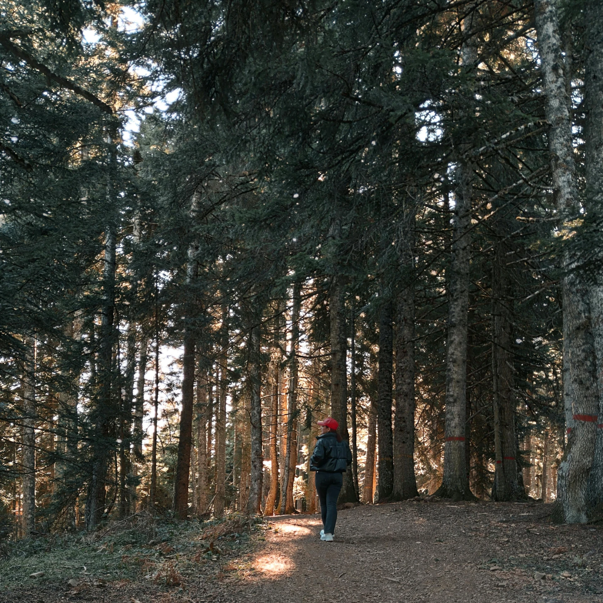 man walking down dirt path through a forest area