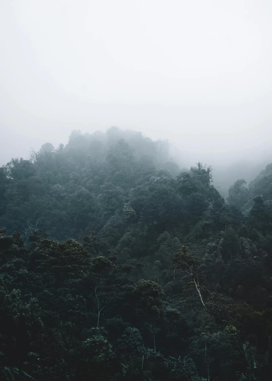 a foggy day in a forest filled with trees